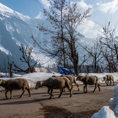 Pahalgam-The-Valley-of-Shepherds-1